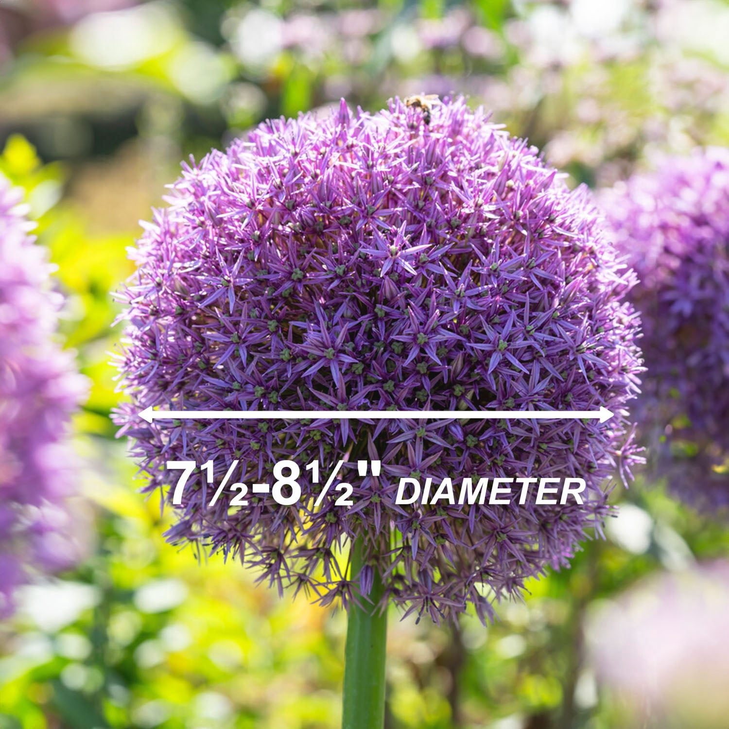 Garden State Bulb Globemaster Giant Allium Flower Bulbs, 20/22cm, Purple (Bag of 30)