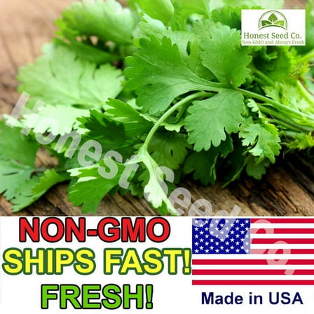 150  ORGANIC Slow Bolt Cilantro Seeds | Non-GMO | Fresh Garden Seeds USA Farms