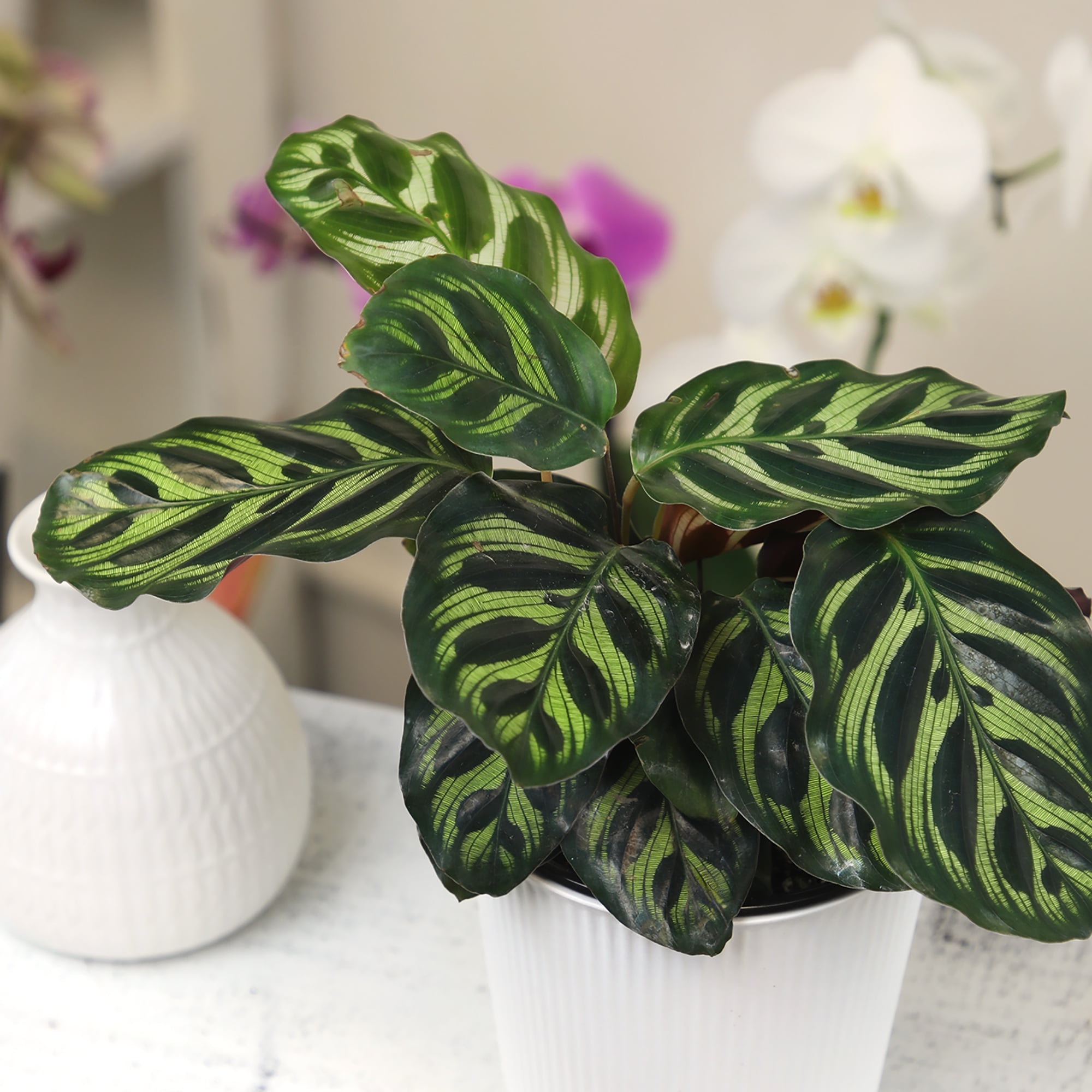 Calathea Makoyana, Pet-Safe Houseplant | 4.25in Decor Pot; Indirect Light | Element by Altman Plants