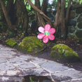 thumbnail image 1 of 3D Mariposa Soledad Molino de viento Decoración Patio Jardín, 1 of 8