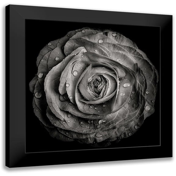 Carson, Brian 12x12 Black Modern Framed Museum Art Print Titled - Black and White Rose