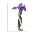 thumbnail image 2 of Gango Home Decor Purple Iris I by Monika Burkhart (Printed on Paper); One 24x36in Fine Art Paper Giclee Print, 2 of 4