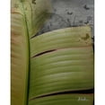 thumbnail image 3 of Pinto, Patricia 20x24 Black Modern Framed Museum Art Print Titled - Butterfly Palm II, 3 of 5