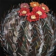 thumbnail image 3 of Atelier B Art Studio 20x20 Black Modern Framed Museum Art Print Titled - MAMMILLARIA CACTUS IN BLOOM, 3 of 5