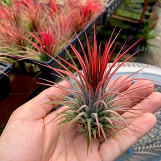 Air Plant 3 Pack Assortment | 3 Varieties of Tillandsia Air Plants |  Nautical Crush Trading - Walmart.com
