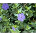 thumbnail image 4 of Myrtle 48 Plants - Periwinkle/Vinca - Hardy Groundcover -  1 3/4" Pots, 4 of 4