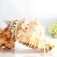 thumbnail image 2 of Aquarium Fishing Net Conch Large Natural Seashells Nautical Specimen Shell N7X6, 2 of 9