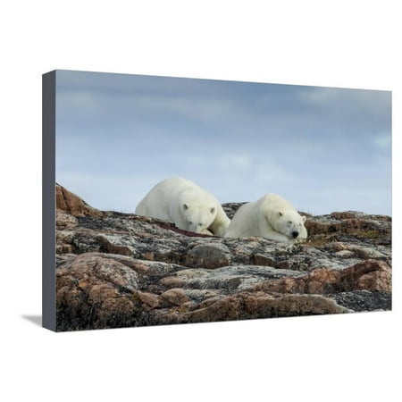 Canada, Nunavut, Repulse Bay, Two Polar Bears Resting Along a Ridge Stretched Canvas Print Wall Art By Paul