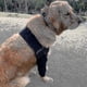 thumbnail image 3 of Protectores de codo transpirables para perros, almohadillas para el codo y el hombro caninos, higroma de codo, displasia, osteoartritis, callos en el codo, 3 of 3