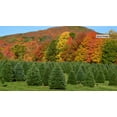 thumbnail image 7 of National Plant Network Real Fraser Fir 5' Tall Fresh Cut Christmas Tree, 7 of 7