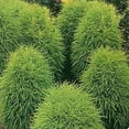 thumbnail image 4 of Outsidepride Burning Bush Kochia Trichophylla Plant Seed - 10000 Seeds, 4 of 9