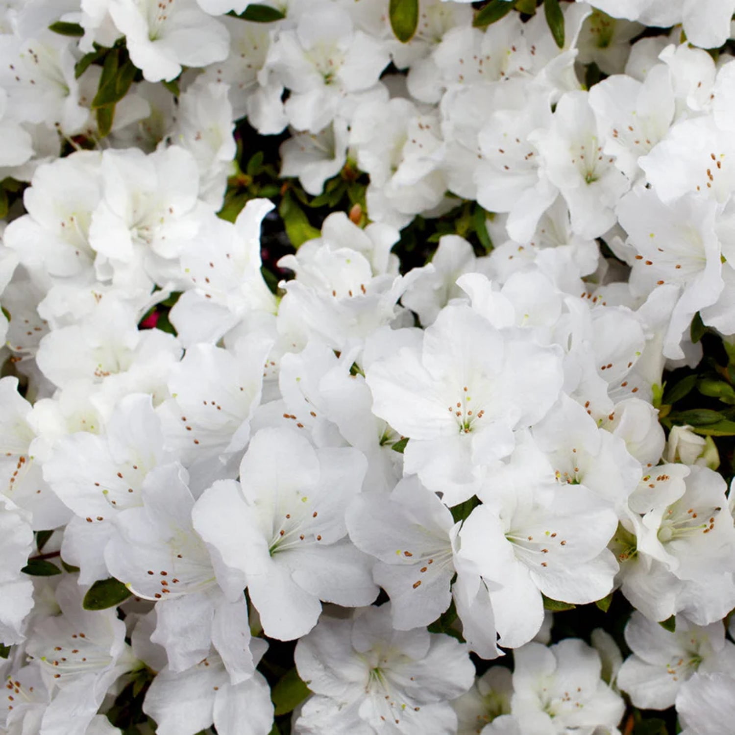 Expert Gardener 1-1.5 ft Azalea - Delaware Valley Live Shrub in 3- Gallon Grower Pot