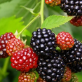 thumbnail image 4 of Set of 2 Osage Blackberry Live Plants 4-6 Inch Tall, Sweet Edible Berry Bushes for Gardens, 4 of 6