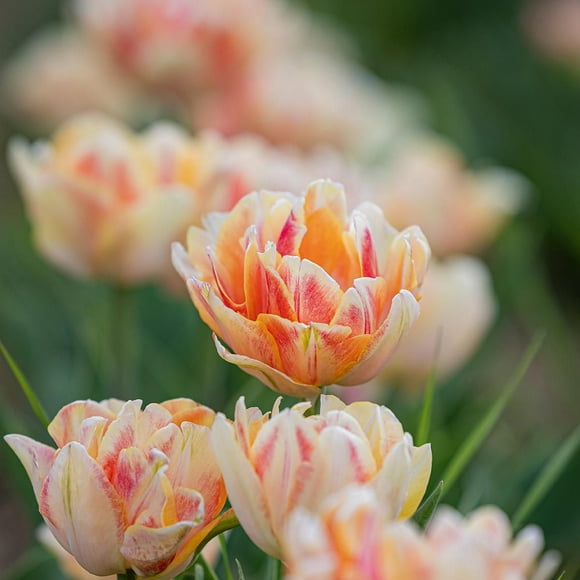 TASC Tulip Flower Bulbs-Tulip Double Early Foxy Foxtrot (20 Bulbs)