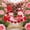 Red, variant on Valentine's Day Love Bird Figurine Ornament Set of 2, 7.8in Pink & Red Romantic Couple Bird Decor for Valentine's Home & Gifts