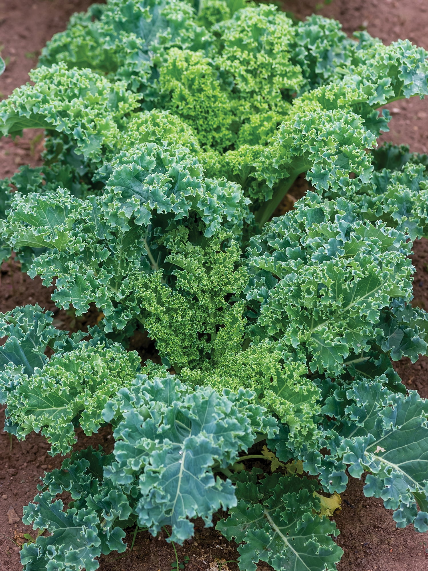 Burpee 2.3 gm Blue Curled Vates Dwarf Kale Plant Seeds, Annual Vegetable Seed, Full Sun