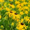 thumbnail image 4 of 1 Gal. Pot, Black-Eyed Susan Deciduous Flowering Perennial Plant - 1 plant per offer, 4 of 5