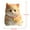 14-A, variant on Big Kitty Soft Toys Funny Cute Stress Relief Plush 15x10cm Super Soft Material Sensory Toy for Relaxation Christmas Gifts Party Favors Kids