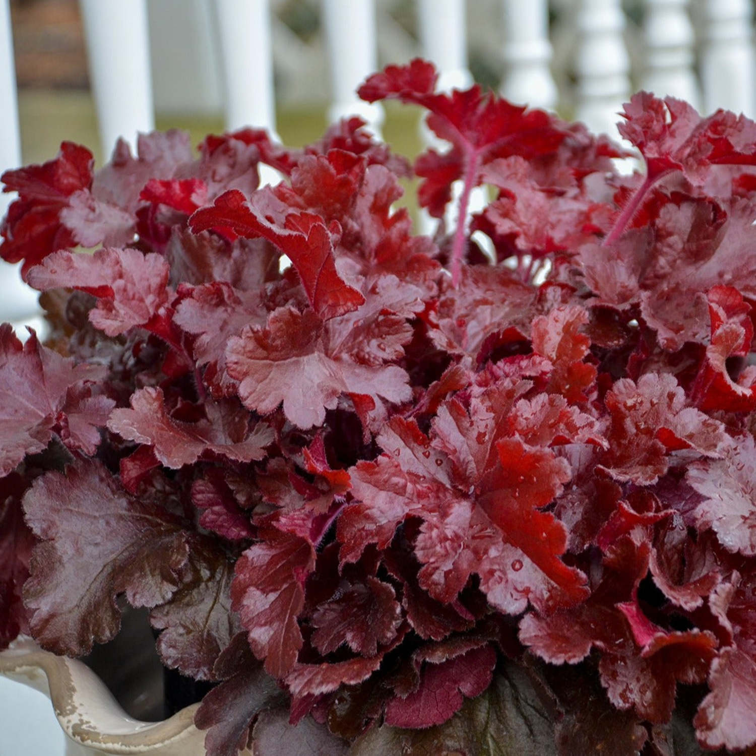 Proven Winners 5" Red Dolce 'Cherry Truffles' Coral Bells Live Plant in 4.5" Pot
