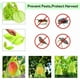 thumbnail image 3 of Paquete de 60 bolsas protectoras de frutas, 20 x 30 cm, bolsas protectoras para uvas, con cordón, bolsas de organza para jardín contra avispas, drosophila, escarabajos (verde musgo), 3 of 5
