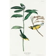 thumbnail image 2 of Audubon, John James 22x32 White Modern Wood Framed Museum Art Print Titled - Hooded Warbler, 2 of 4