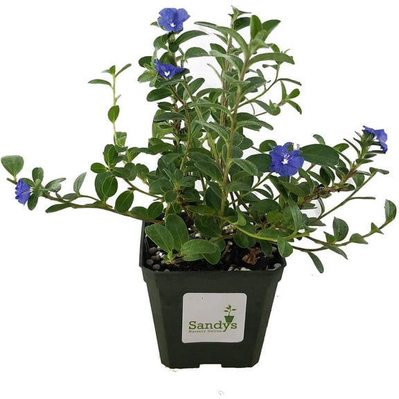 Blue Daze Evolvulus Glomeratus 4 Inch Pot