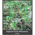 thumbnail image 3 of Whitetail Institute Imperial Pure Attraction Deer Oat Food Plot Seed, 26 Pounds, 3 of 3