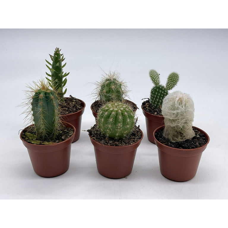 Mini Cactus Assortment