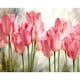 thumbnail image 1 of Cuadros Decorativos Kit de pintura por números de rosas rosadas cuadro de arte de pared decoración del hogar 40x30cm Sywqhk Nuevos Originales, 1 of 9
