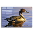 thumbnail image 1 of Epic Art 'Lone Pintail' by Mark Mueller Wildlife Art, Acrylic Glass Wall Art, 36"x24", 1 of 8
