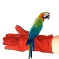 thumbnail image 3 of Bird Training GlovesAn1ma1Handling Gloves for Protection from Reptile Bite, 3 of 9