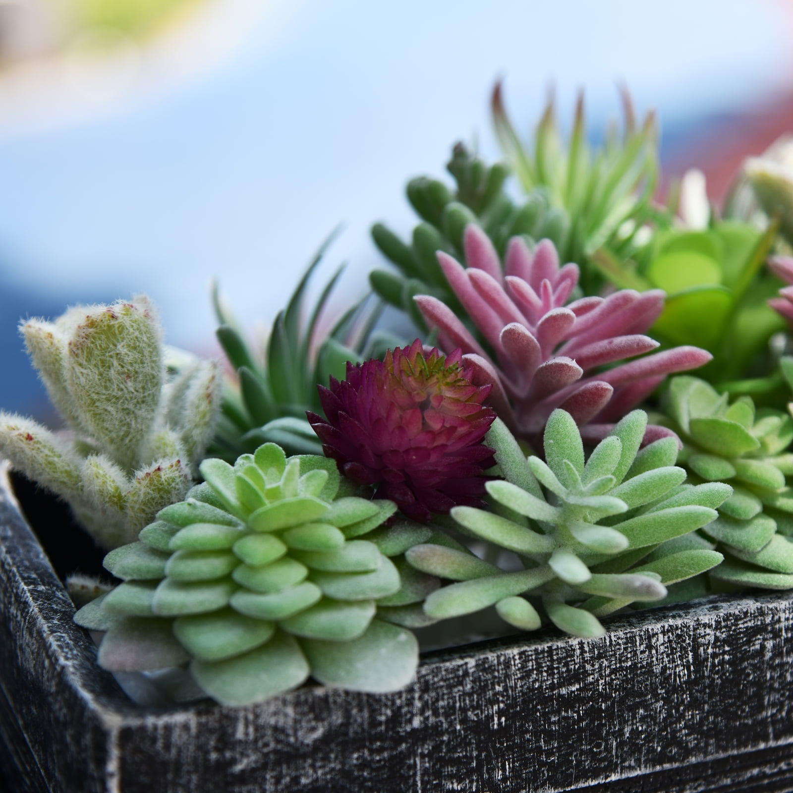 Thatswut - 20 Pack Bulk Large Assorted Realistic Artificial Faux Succulents Aloe Plants Realistic Fake Succulent Plants