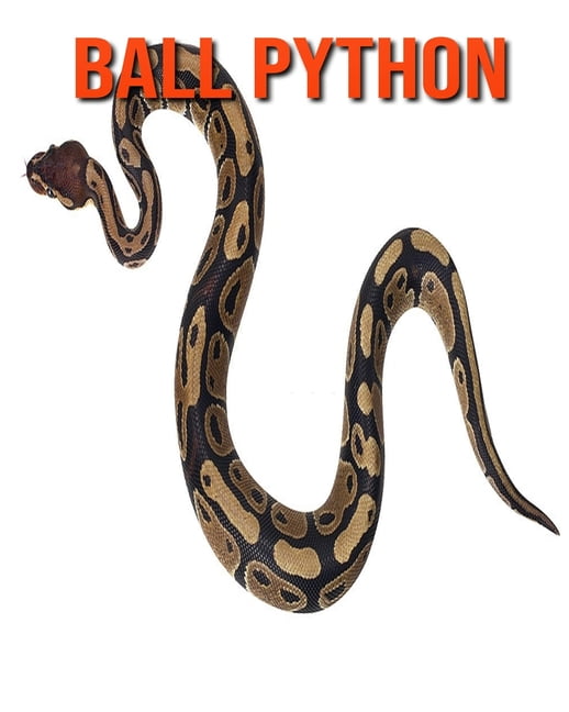 boa vs python mr skin boa vs python mr skin
