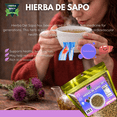thumbnail image 2 of Green Royalty Hierba de Sapo Tea – Mexican Thistle Herbal Infusion, Dried Cut Herb for Daily Wellness, 4 oz, 2 of 5