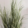 thumbnail image 2 of Vickerman TN170148 X203 Herbe de Tous les Jours sur Pot - 48 Po, 2 of 5
