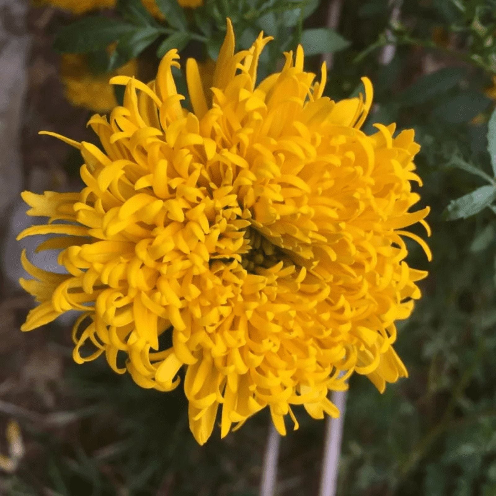 25 Mission Giant Yellow Marigold Seeds, Edible, Open, Pollinating