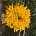 thumbnail image 2 of 25 Mission Giant Yellow Marigold Seeds, Edible, Open, Pollinating, 2 of 5