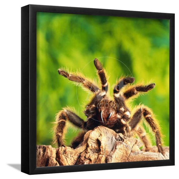 Tarantula, BirdEating Spider, Animals Framed Art Print Wall Art by Andy Teare Sold by Art.Com