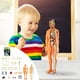 thumbnail image 1 of Xihbxyly Modelo de Anatomía Humana, Rompecabezas Educativo de Esqueleto, Juguete de Construcción de Pvc, Ensamblaje de Órganos, Herramienta de Aprendizaje Científico, Uso Multiescenario, Apto para Ma, 1 of 7
