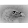 thumbnail image 2 of Andreescu, Cristian 18x13 White Modern Wood Framed Museum Art Print Titled - Bald Eagle, 2 of 4