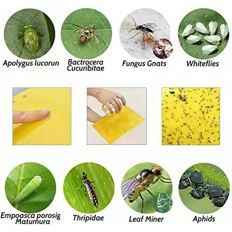 40pcs Flie Traps Bugs Sticky Board Dual-Sided Sticky Traps Flying Plant  Insect Catcher Yellow Stickers Adhesive Trap - AliExpress