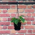 thumbnail image 3 of Live Green Philodendron Plant - 4" Hanging Pot - Black, 3 of 5