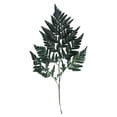 thumbnail image 2 of Vickerman 12-15" Fern Green Fern-Leatherleaf, 6 stems, Preserved, 2 of 4