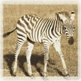 thumbnail image 2 of Susann Parker 36x36 Gallery Wrapped Canvas Wall Art Titled - Young Africa Zebra, 2 of 4