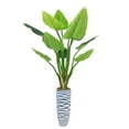 thumbnail image 1 of Vintage Home Artificial Faux Real Touch 76" Tall Philodendron Erubescens Green Emerald And Resin Planter, 1 of 2