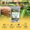 thumbnail image 6 of Soursop Leaves | Graviola Fruit Leaves | 50 Grams | Herb To Body | Approximately 80 leaves, 6 of 7