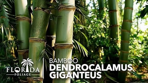 Dendrocalamus Giganteus Bamboo  3 Large Gallon Size Plants  Fast-Growing Privacy Screen  Giant Live Outdoor Greenery  Sustainable Garden Solution