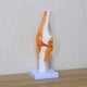 thumbnail image 3 of Modelo de Anatomía YONGSHENG Articulación de la Rodilla Esqueleto Humano Suministros de Enseñanza, 3 of 4