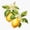1pcs, variant on Watercolor Lemon Blossom Art Er, Phone Decal Water Bottle Stickers Car Decals, Funny Birthday Gift