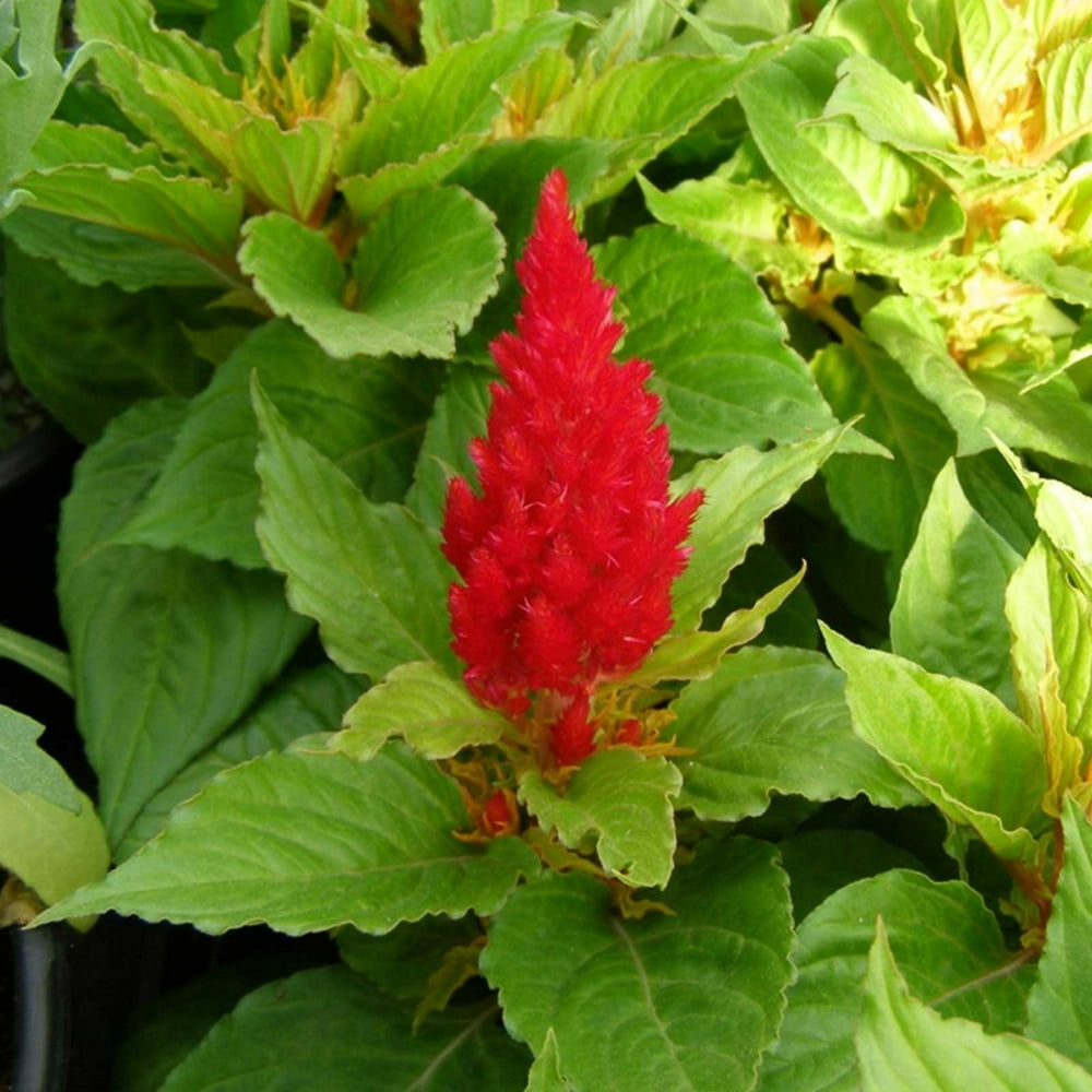 Fresh Look Plumed Celosia Seeds 1000 Seeds Red Annual Flower Garden Seeds Celosia
